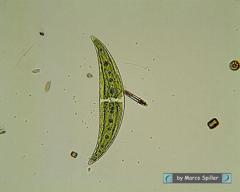 Closterium moniliferum: un''alga contro la radioattivit